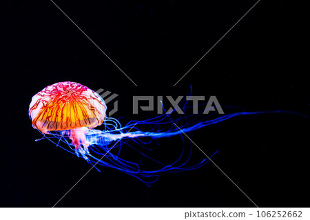 發光的水母優雅地漂浮在水中 發光的水母優雅地漂浮在水中 106252662