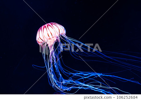 Glowing jellyfish floating gracefully in the water Glowing jellyfish floating gracefully in the water 106252684