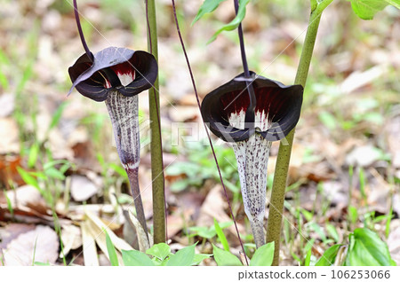 天南星黑松亞種。玉手 106253066