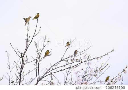 一群綠翅雀棲息在櫻桃樹上 106253100