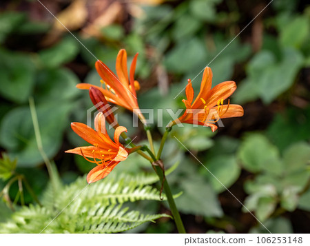 Fox razor (fox razor) orange flowers that bloom during the Obon period Fox razor (fox razor) orange flowers that bloom during the Obon period 106253148