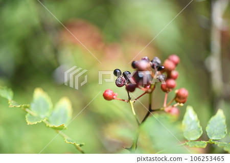 Fruits and seeds of Japanese pepper 106253465
