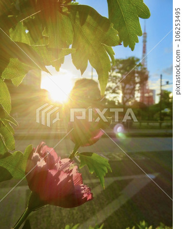 沐浴在陽光下的木庫格之花 106253495