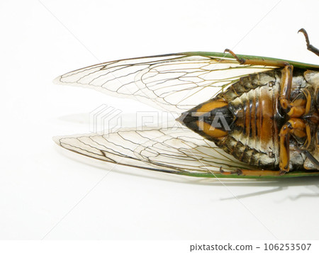 Cicada's lower body close-up Cicada's lower body close-up 106253507