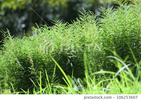 Kawaraketsumei 的叢 (Keimei Kawahara) 106253607