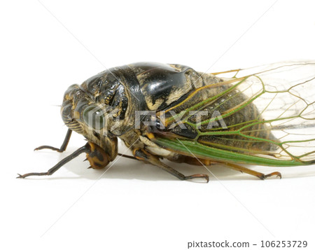 body of a cicada 106253729