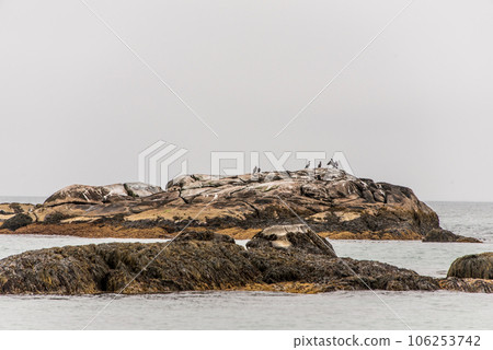 Exploring bird wildlife at the beach in the morning mist at Kejimkujik National Park Seaside, Nova Scotia, Canada Exploring bird wildlife at the beach in the morning mist at Kejimkujik National Park Seaside, Nova Scotia, Canada 106253742