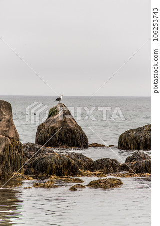 Exploring bird wildlife at the beach in the morning mist at Kejimkujik National Park Seaside, Nova Scotia, Canada 106253743