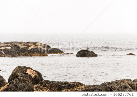 Exploring seals wildlife at the beach in the morning mist at Kejimkujik National Park Seaside, Nova Scotia, Canada 106253761
