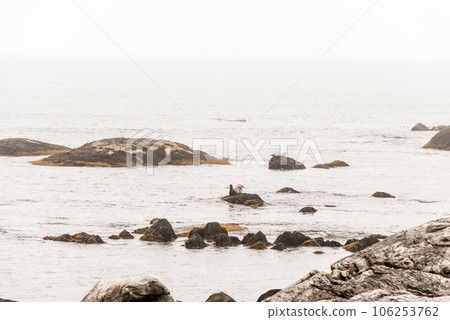 Exploring seals wildlife at the beach in the morning mist at Kejimkujik National Park Seaside, Nova Scotia, Canada 106253762