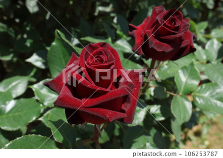 Black rose (variety name: Black Baccara) Black rose (variety name: Black Baccara) 106253787