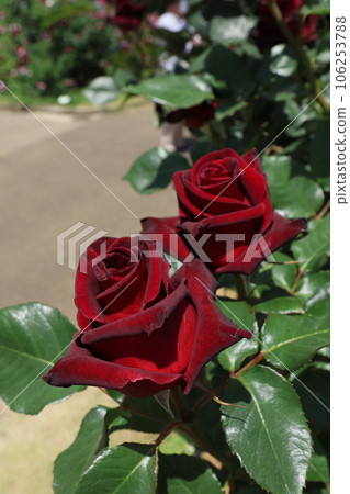 Black rose (variety name: Black Baccara) Black rose (variety name: Black Baccara) 106253788