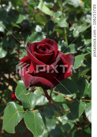 黑玫瑰（品種名：Black Baccara） 106253789