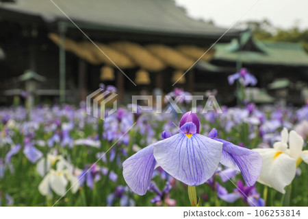 Miyajidake Shrine Iris Festival Miyajidake Shrine Iris Festival 106253814
