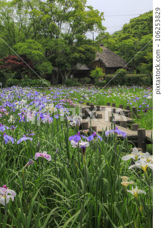 宮吉岳神社虹膜節 宮吉岳神社虹膜節 106253829