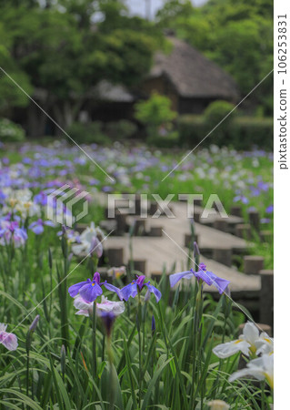 宮吉岳神社虹膜節 宮吉岳神社虹膜節 106253831