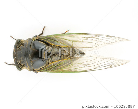 從上面看到的蟬的特寫鏡頭 106253897
