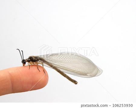 Anthrax sticking to finger 106253930