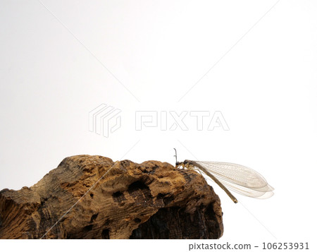 Ustar Cowgrow Ustar Cowgrow 106253931