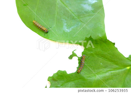 chestnut tiger butterfly butterfly larvae 106253935