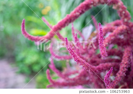 Large grown cockscomb Large grown cockscomb 106253963