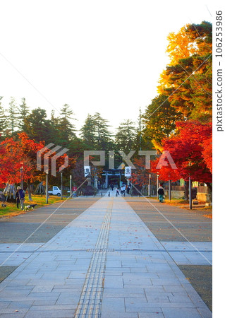 Matsugasaki Park Autumn leaves Yellow leaves Matsugasaki Park Autumn leaves Yellow leaves 106253986