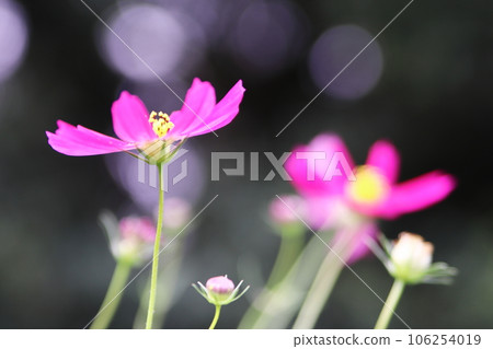 秋天的波斯菊花 106254019