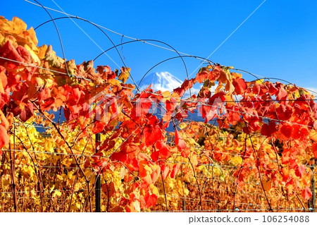 葡萄園和富士山的秋葉 106254088