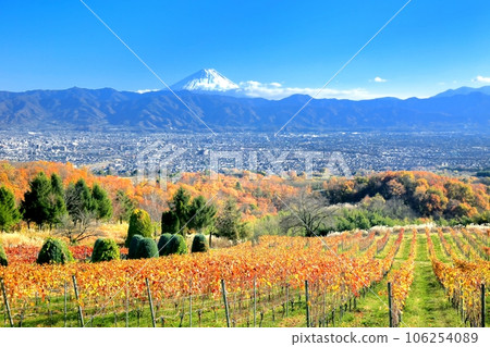 Autumn leaves in the vineyard and Mount Fuji 106254089