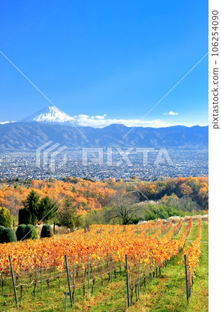 Autumn leaves in the vineyard and Mount Fuji Autumn leaves in the vineyard and Mount Fuji 106254090
