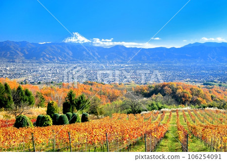 Autumn leaves in the vineyard and Mount Fuji Autumn leaves in the vineyard and Mount Fuji 106254091