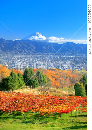 葡萄園和富士山的秋葉 106254093