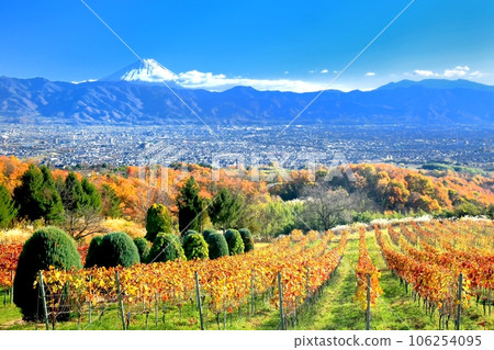 Autumn leaves in the vineyard and Mount Fuji Autumn leaves in the vineyard and Mount Fuji 106254095