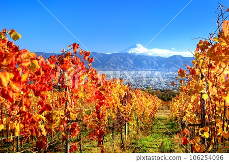 葡萄園和富士山的秋葉 106254096