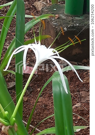 White Spider Lily Plant 106254200