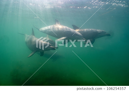 Wild Dolphin Notojima 076 106254357