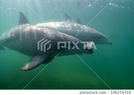 野生海豚能登島 077 野生海豚能登島 077 106254358