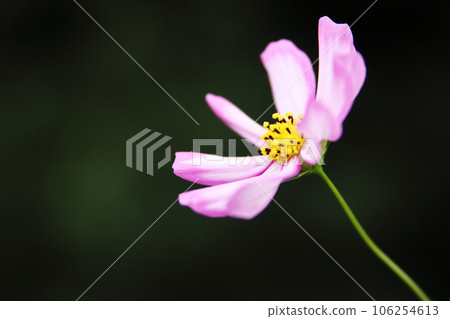 Pink cosmos flowers 106254613