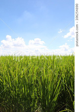 Rural landscape 106254890