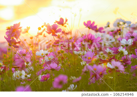 日落照亮的宇宙領域 106254946