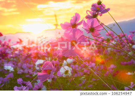 日落照亮的宇宙 106254947