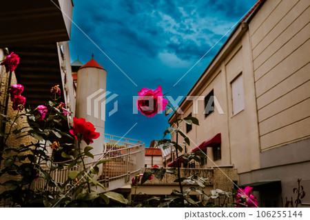 Red Roses by the Opera, Takarazuka, May 30, Japan 106255144