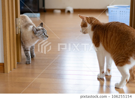Two cats glaring at each other Two cats glaring at each other 106255154
