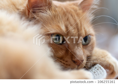 A staring cat, a tea tabby cat A staring cat, a tea tabby cat 106255161