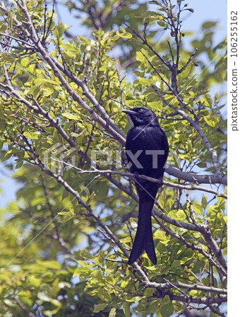 Drongo_20050503_6651 Drongo_20050503_6651 106255162