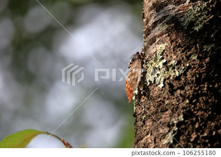 Cicada perched on a tree trunk and a forest with beautiful green leaves 106255180