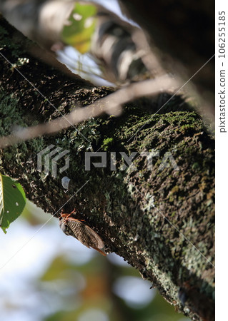 Cicada perched on a tree trunk and a forest with beautiful green leaves 106255185