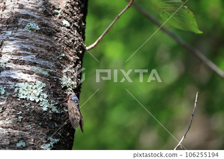 蟬棲息在樹乾和綠葉美麗的森林上 蟬棲息在樹乾和綠葉美麗的森林上 106255194