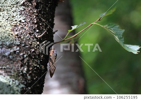 蟬棲息在樹乾和綠葉美麗的森林上 106255195