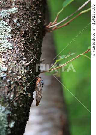 Cicada perched on a tree trunk and a forest with beautiful green leaves Cicada perched on a tree trunk and a forest with beautiful green leaves 106255196